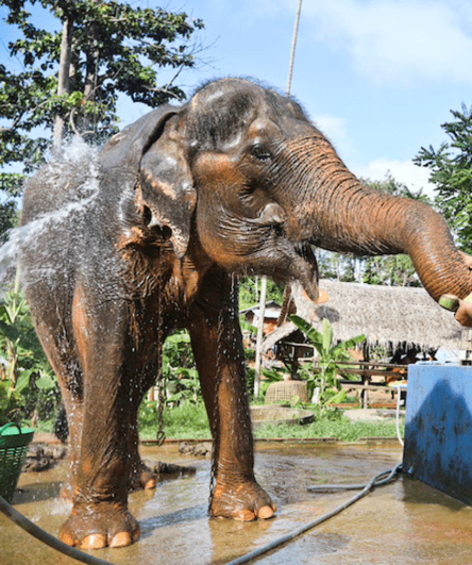 Eléphants Thaïlande - Terre Happy Travel (2)