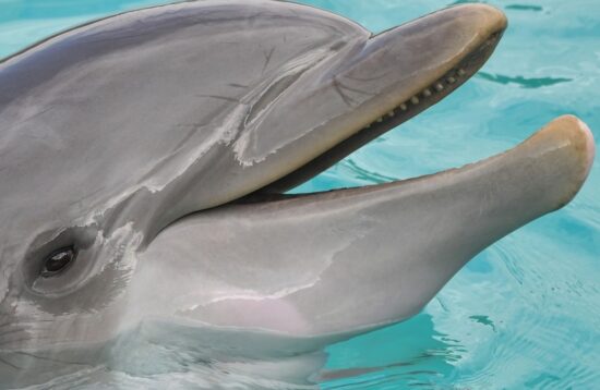 Dauphins Bahamas - Terre Happy Travel